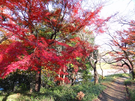 三室山の紅葉