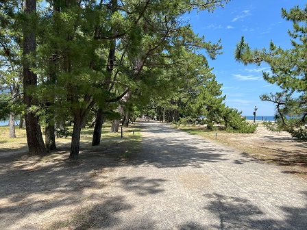 天橋立の松並木