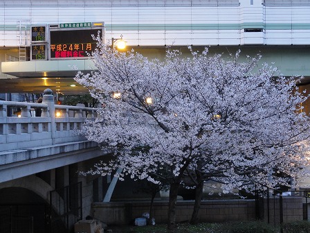 高麗橋の桜