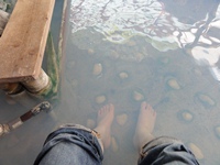 かまど地獄足湯　小石