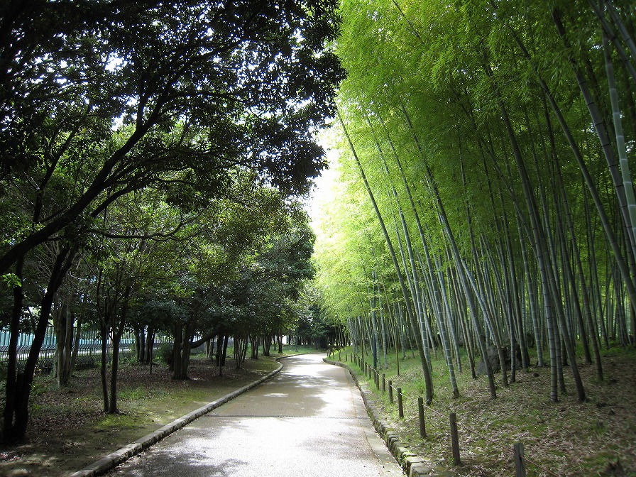 別府公園の竹林