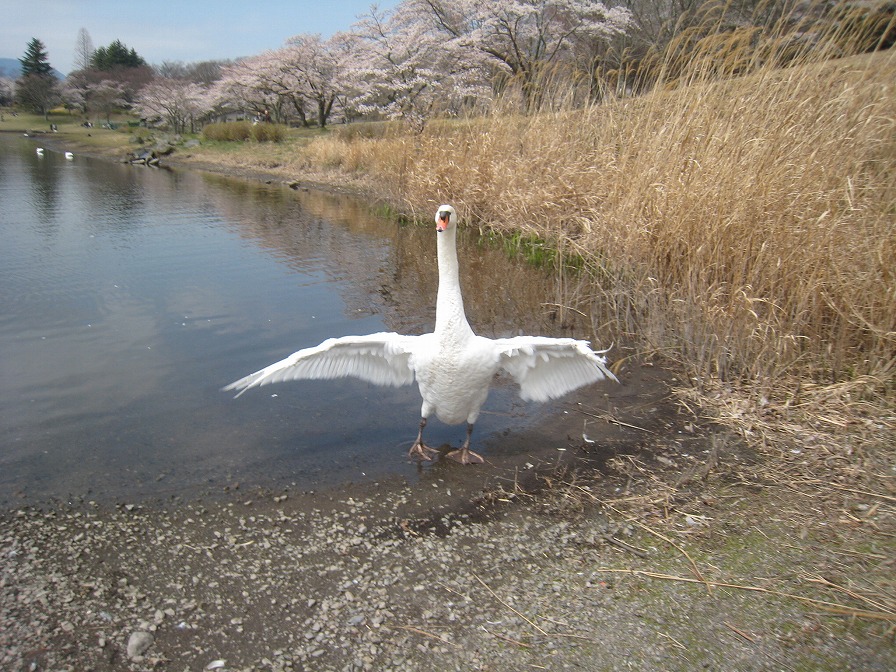 志高湖の白鳥