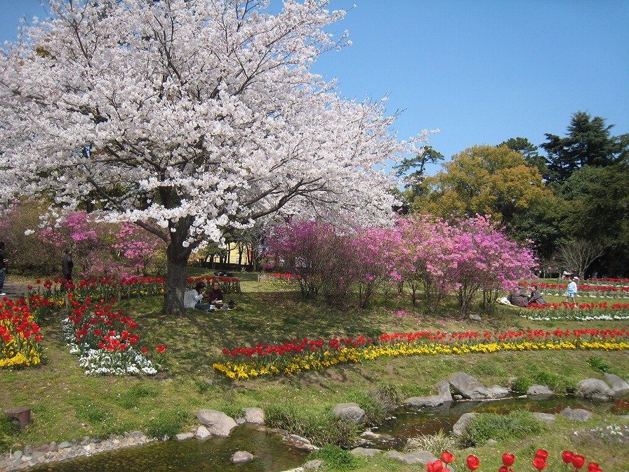 別府公園を彩る花々
