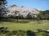 別府公園の桜