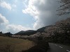 別府ロープウェイの桜⑧