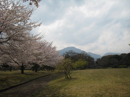 南立石公園の桜①