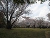 南立石公園の桜②