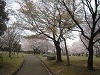 南立石公園の桜③