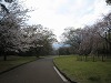 南立石公園の桜④