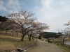 湖の一周遊歩道沿いの桜並木