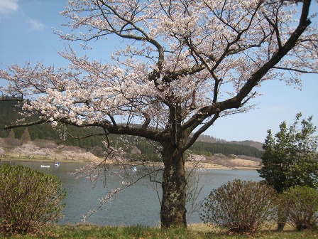 志高湖の老桜①