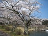 志高湖の老桜②